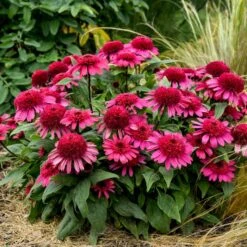 DOUBLE CODED® RASPBERRY BERET CONEFLOWER
