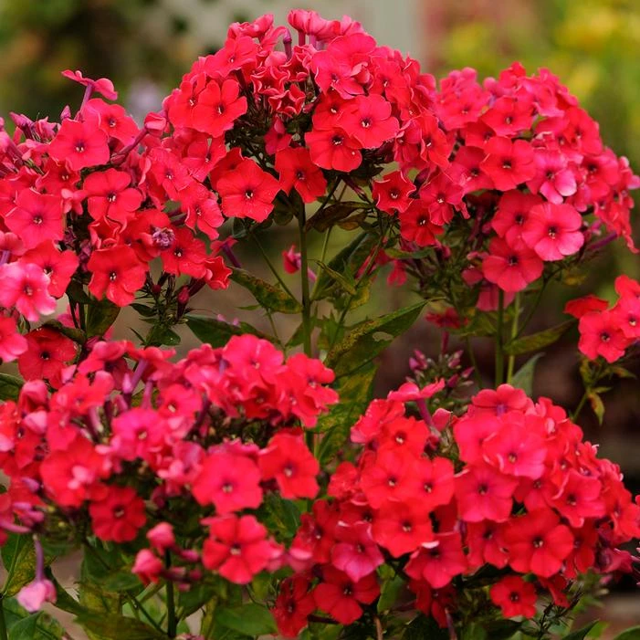RED RIDING HOOD GARDEN PHLOX 4 RED RIDING HOOD GARDEN PHLOX - Image 2