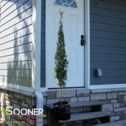 TAYLOR JUNIPER - FORMAL STYLE -Sooner Plant Farm Shop DETA2 5085