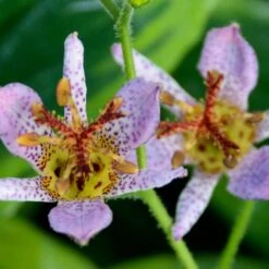 AUTUMN GLOW TOAD LILY 7 AUTUMN GLOW TOAD LILY -Sooner Plant Farm Shop DETA2 5089