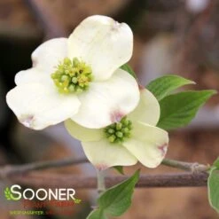 CLOUD 9 DOGWOOD 8 CLOUD 9 DOGWOOD -Sooner Plant Farm Shop DETA2 5097