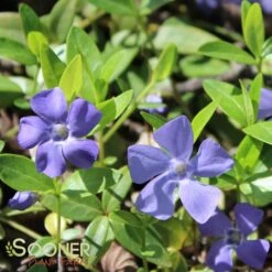 BOWLES VINCA 7 BOWLES VINCA -Sooner Plant Farm Shop DETA2 510