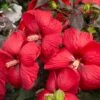 HEAD OVER HEELS® DESIRE™ HARDY HIBISCUS -Sooner Plant Farm Shop DETA2 5134