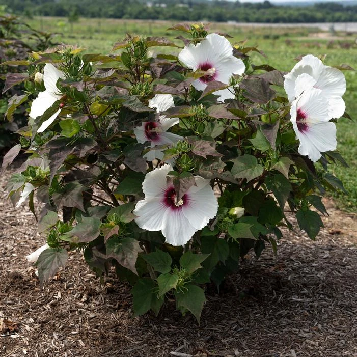 HEAD OVER HEELS® DREAM™ HARDY HIBISCUS 3 HEAD OVER HEELS® DREAM™ HARDY HIBISCUS