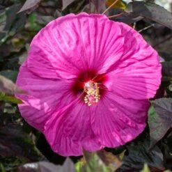 HEAD OVER HEELS® PASSION™ HARDY HIBISCUS -Sooner Plant Farm Shop DETA2 5136