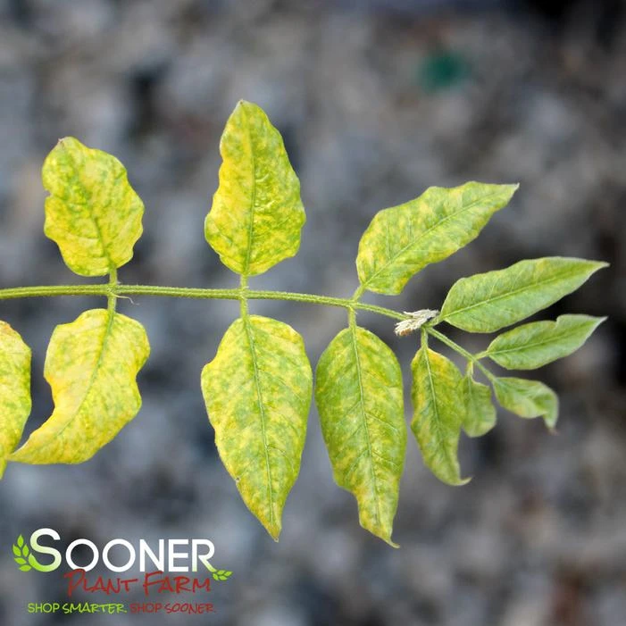 MON NISHIKI VARIEGATED JAPANESE WISTERIA 3 MON NISHIKI VARIEGATED JAPANESE WISTERIA