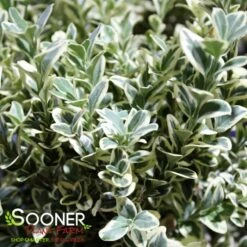 VARIEGATED ENGLISH BOXWOOD -Sooner Plant Farm Shop DETA2 5149