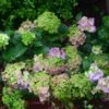 FROGGIE™ HYDRANGEA -Sooner Plant Farm Shop DETA2 5182