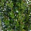 JADE LANCE® HOLLY -Sooner Plant Farm Shop DETA2 5184