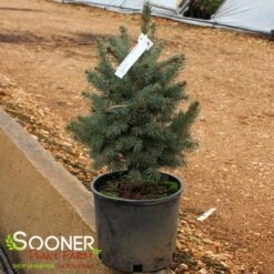 COLORADO BLUE SPRUCE -Sooner Plant Farm Shop DETA2 5186