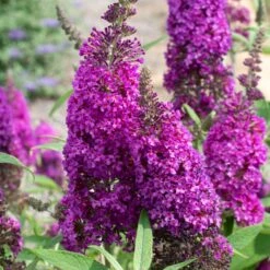 ROYALRAZZ® BUTTERFLY BUSH
