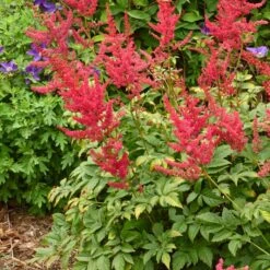 RADIUS ASTILBE -Sooner Plant Farm Shop DETA2 5253