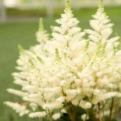YOUNIQUE™ WHITE ASTILBE