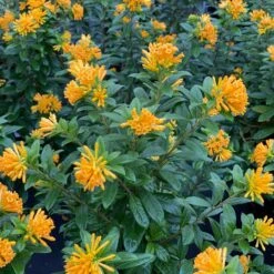 JUICED™ ORANGE JESSAMINE -Sooner Plant Farm Shop DETA2 5265