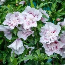 STARBLAST CHIFFON™ ALTHEA -Sooner Plant Farm Shop DETA2 5276