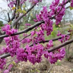 LUSCIOUS LAVENDER™ REDBUD 7 LUSCIOUS LAVENDER™ REDBUD -Sooner Plant Farm Shop DETA2 5286