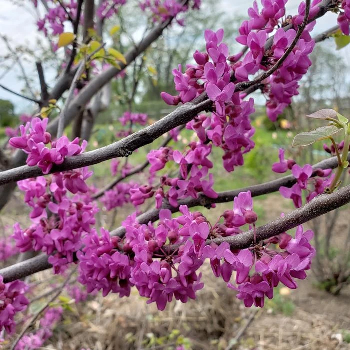 LUSCIOUS LAVENDER™ REDBUD 5 LUSCIOUS LAVENDER™ REDBUD - Image 3