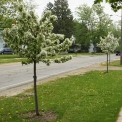 SWEET SUGAR TYME® CRABAPPLE 10 SWEET SUGAR TYME® CRABAPPLE -Sooner Plant Farm Shop DETA2 5288