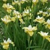 BUTTER AND SUGAR SIBERIAN IRIS 2 BUTTER AND SUGAR SIBERIAN IRIS -Sooner Plant Farm Shop DETA2 5311