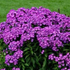 LAURA GARDEN PHLOX 5 LAURA GARDEN PHLOX -Sooner Plant Farm Shop DETA2 5320