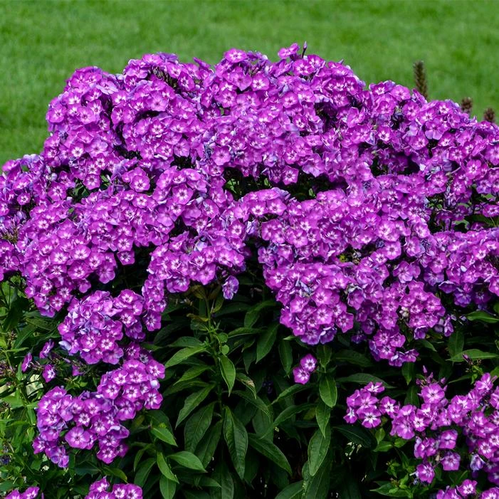 LAURA GARDEN PHLOX 4 LAURA GARDEN PHLOX - Image 2