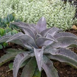 MAD ABOUT MANGAVE® MAYAN QUEEN MANGAVE -Sooner Plant Farm Shop DETA2 5328