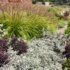 SILVER LINING WORMWOOD -Sooner Plant Farm Shop DETA2 5364