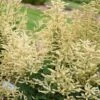 GOATEE GOATSBEARD -Sooner Plant Farm Shop DETA2 5365