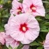 SUMMERIFIC® ALL EYES ON ME HARDY HIBISCUS -Sooner Plant Farm Shop DETA2 5381