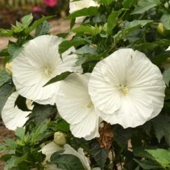 MARSHMALLOW MOON HARDY HIBISCUS