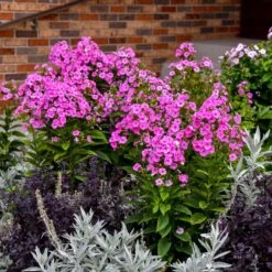 LUMINARY® PRISMATIC PINK GARDEN PHLOX 7 LUMINARY® PRISMATIC PINK GARDEN PHLOX -Sooner Plant Farm Shop DETA2 5386