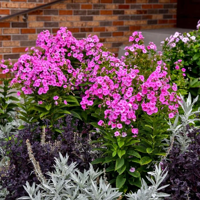 LUMINARY® PRISMATIC PINK GARDEN PHLOX 5 LUMINARY® PRISMATIC PINK GARDEN PHLOX - Image 3