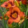MIGHTY CHESTNUT DAYLILY 2 MIGHTY CHESTNUT DAYLILY -Sooner Plant Farm Shop DETA2 5388