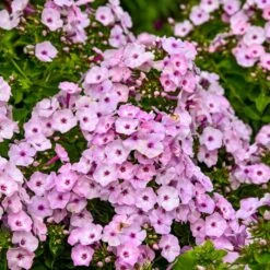 GARDEN GIRLS® FANCY GIRL GARDEN PHLOX -Sooner Plant Farm Shop DETA2 5398