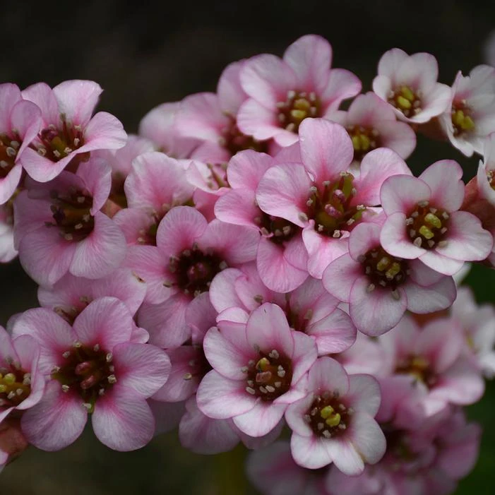 PEPPERMINT PATTY BERGENIA 5 PEPPERMINT PATTY BERGENIA - Image 3