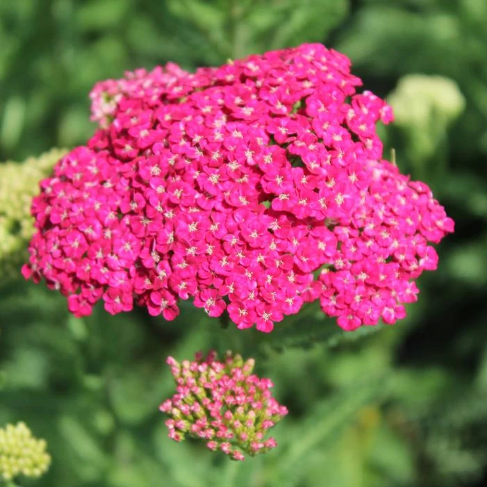 SAUCY SEDUCTION YARROW 4 SAUCY SEDUCTION YARROW - Image 2