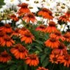 SOMBRERO® ADOBE ORANGE CONEFLOWER