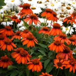 SOMBRERO® ADOBE ORANGE CONEFLOWER