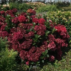 MAGICAL® EVERLASTING CRIMSON HYDRANGEA -Sooner Plant Farm Shop DETA2 5423