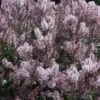 DREAM CLOUD™ MANCHURIAN LILAC -Sooner Plant Farm Shop DETA2 5425