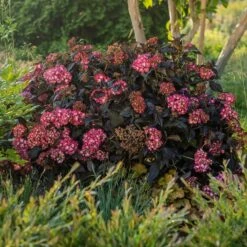ECLIPSE® HYDRANGEA -Sooner Plant Farm Shop DETA2 5428