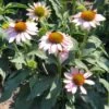 BUTTERFLY™ PINK SKIPPER CONEFLOWER -Sooner Plant Farm Shop DETA2 5444