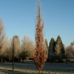 SKINNY GENES® OAK 9 SKINNY GENES® OAK -Sooner Plant Farm Shop DETA2 5456