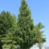 ARMSTRONG GOLD® MAPLE -Sooner Plant Farm Shop DETA2 5466