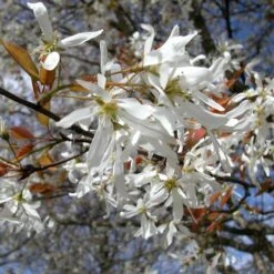 SPRING FLURRY® SERVICEBERRY -Sooner Plant Farm Shop DETA2 5469