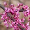 HEART'S DESIRE™ REDBUD 1 HEART'S DESIRE™ REDBUD -Sooner Plant Farm Shop DETA2 5471