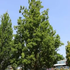 STREETSPIRE® OAK -Sooner Plant Farm Shop DETA2 5475