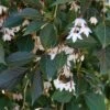 NIGHTFALL® WEEPING JAPANESE SNOWBELL -Sooner Plant Farm Shop DETA2 5476