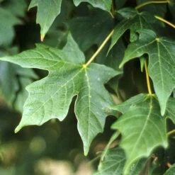 LEGACY® SUGAR MAPLE 7 LEGACY® SUGAR MAPLE -Sooner Plant Farm Shop DETA2 5479