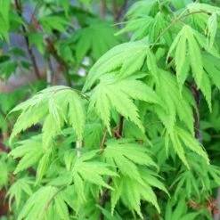 KIHACHIJO UPRIGHT JAPANESE MAPLE -Sooner Plant Farm Shop DETA2 5554
